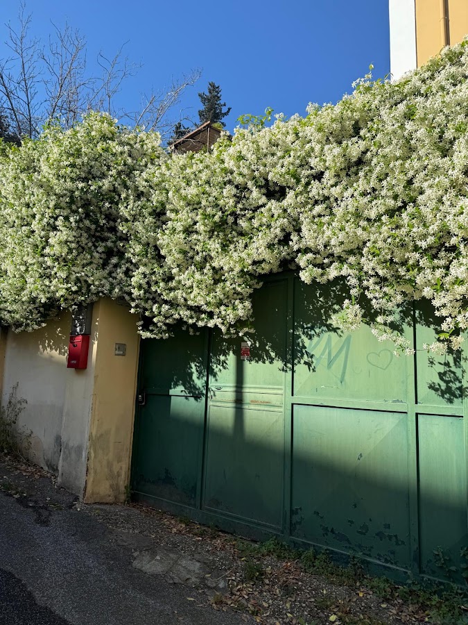 The vatican jungle - struttura accessibile a Roma verificata da VemRent